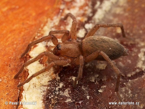Ground Spider (Drassodes pubescens)