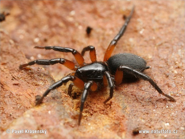 Gnaphosa Bicolor Pictures Ground Spider Images Nature Wildlife Photos Naturephoto