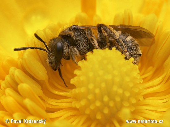 Halictid Bee (Halictus)