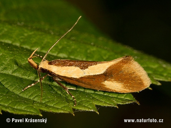 Harpella forficella