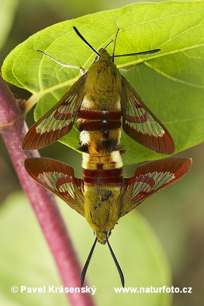 Hemaris fuciformis