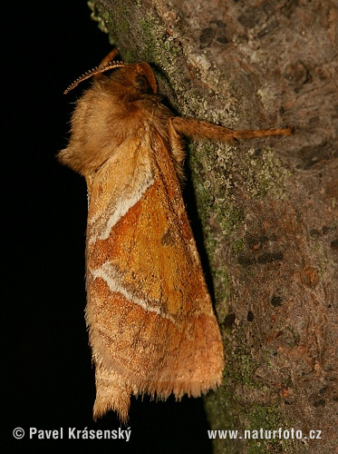 Hepialus sylvina