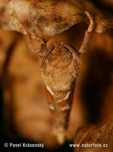 Hepialus sylvina