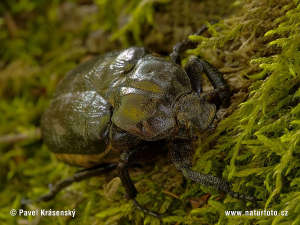 Hermit Beetle (Osmoderma eremita)