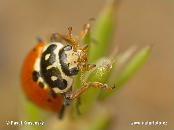 Hippodamia variegata