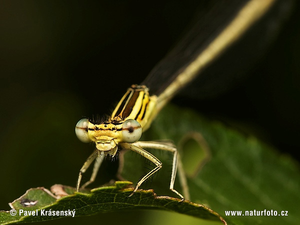 hite-legged Damselfly