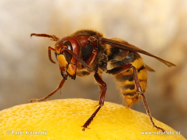 Hoornaar insect