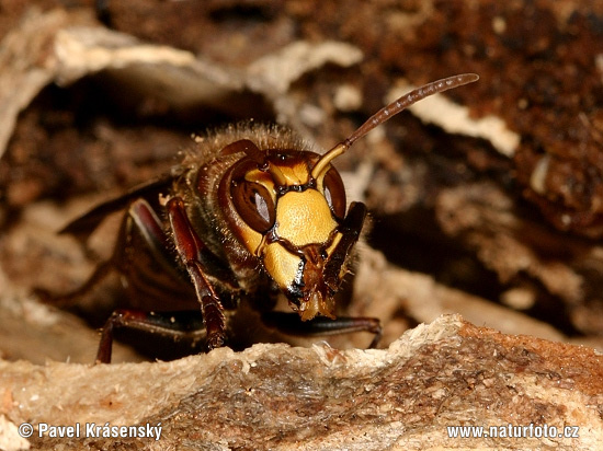 Hoornaar insect