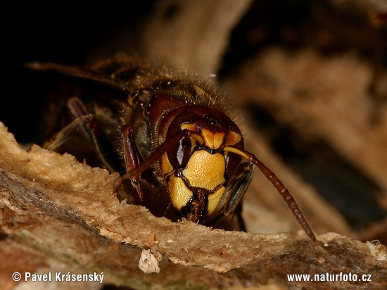 Hoornaar insect