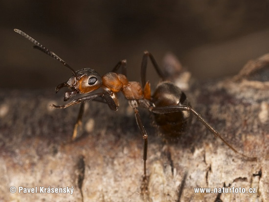 Hormiga roja de la madera