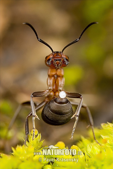 Hormiga roja de la madera