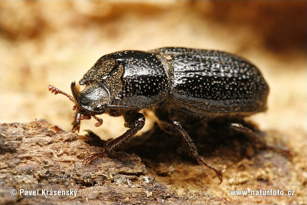 Horned stag beetle (Sinodendron cylindricum)