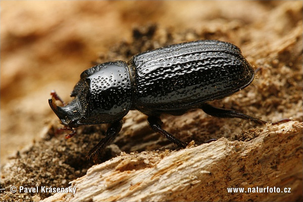 Horned stag beetle (Sinodendron cylindricum)