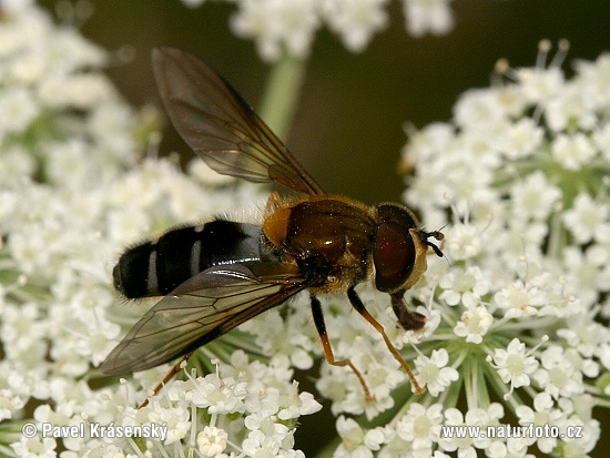 Hoverfly (Ischyrosyrphus glaucius)