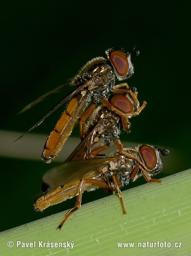 Hoverfly (Melanostoma mellinum)