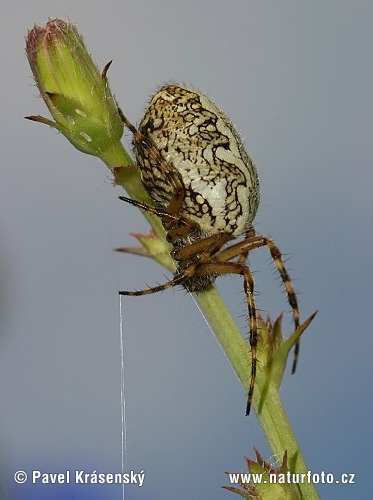 ichblatt-Radspinne