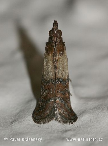 Indian meal moth (Plodia interpunctella)
