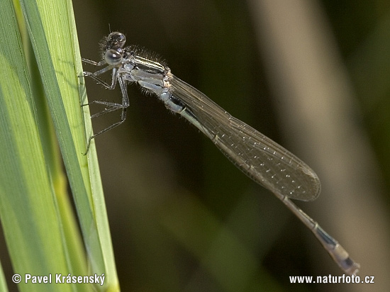 Ischnura elegans