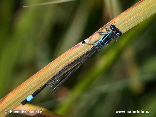 Ischnura elegans