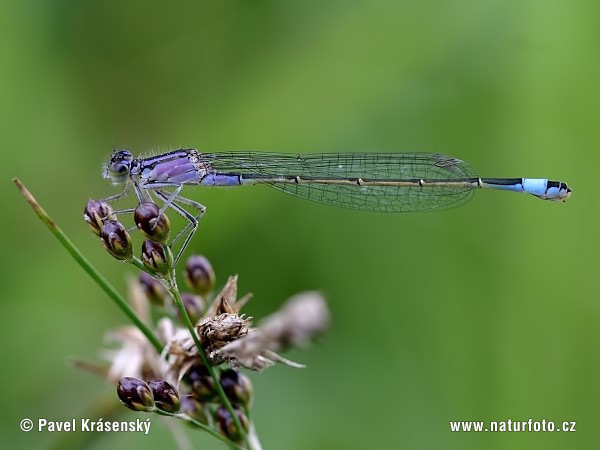 Ischnura elegans