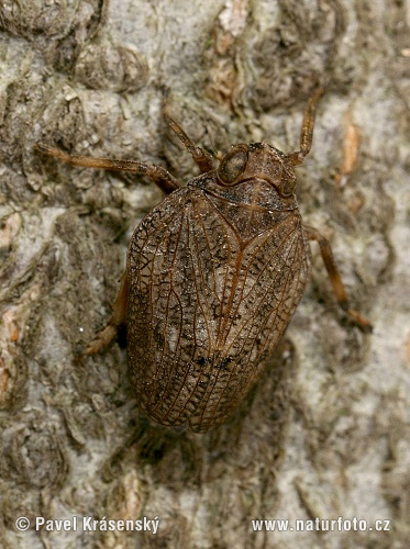 Issus coleoptratus