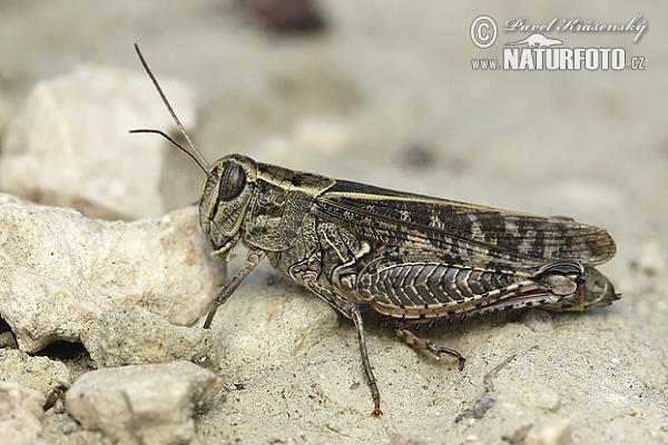 Italian locust (Calliptamus italicus)