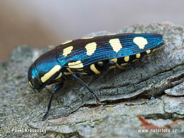 Jewel Beetle (Buprestis octoguttata)