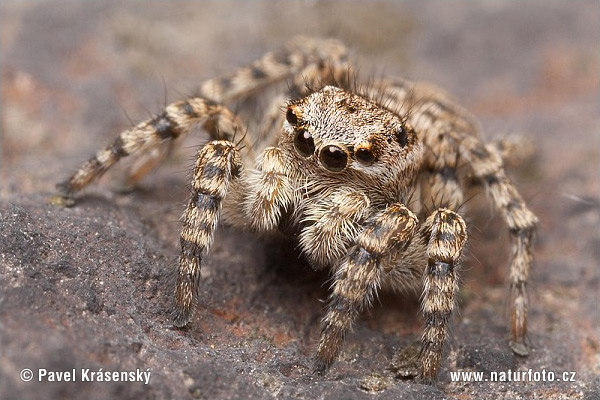 Jumping Spider (Aelurillus v- insignitus)