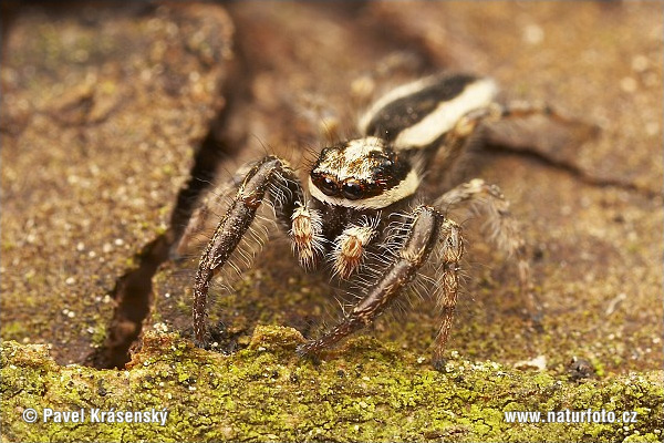 Jumping Spider (Pseudicius encarpatus)