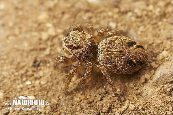 Jumping Spider (Evarcha arcuata)