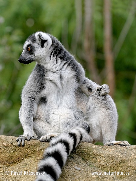 Kaķu lemurs