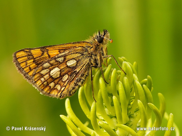 Kosternik palemon