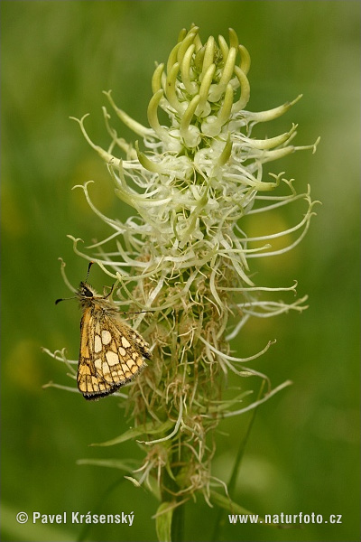 Kosternik palemon