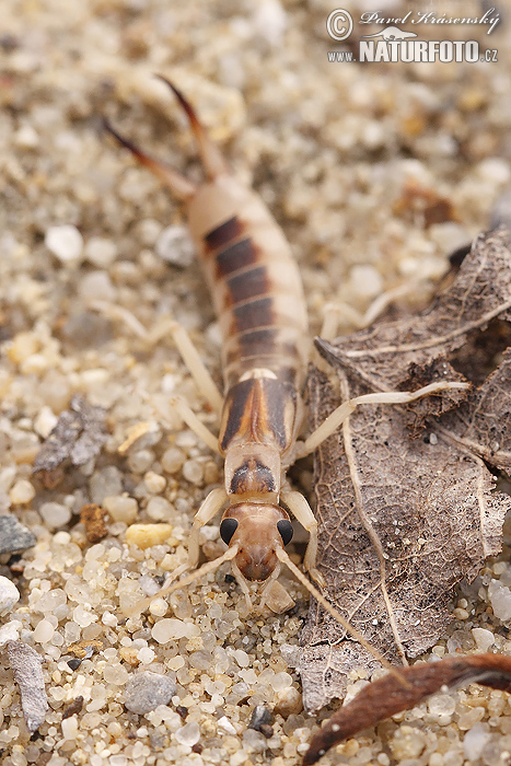 Labidura riparia