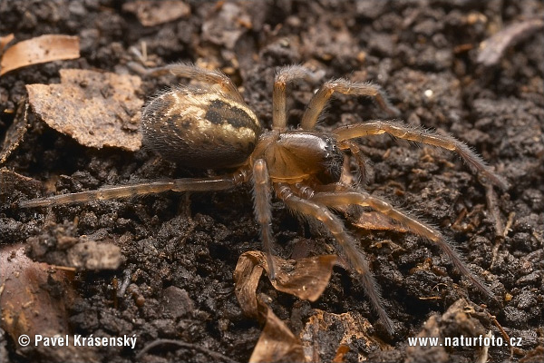 Lace Webbed Spider (Amaurobius fenestralis)