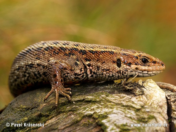 Lacerta vivipara