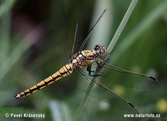 lack-tailed Skimmer