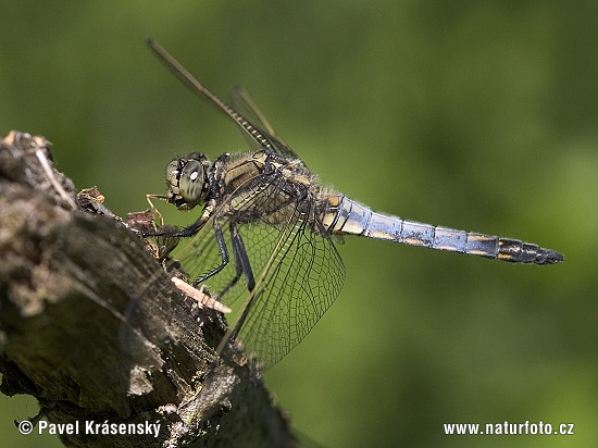 lack-tailed Skimmer