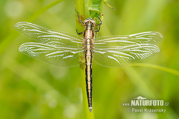 lack-tailed Skimmer