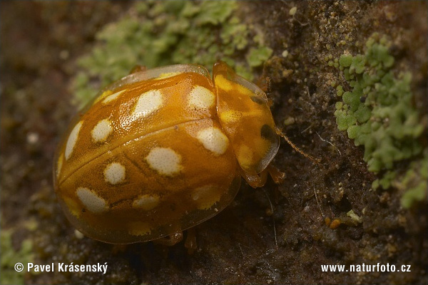 Lady Beetle (Halyzia sedecimguttata)