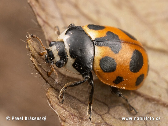 Lady Beetle (Hippodamia notata)