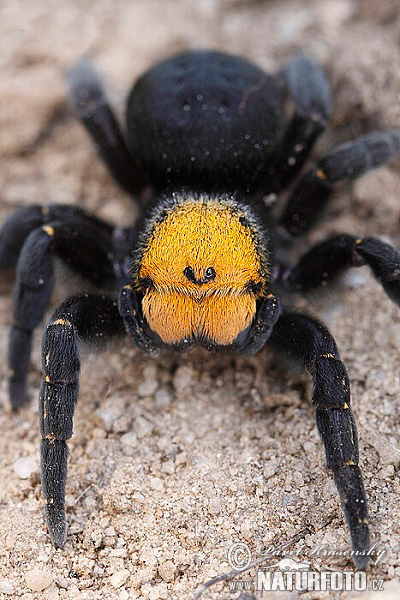 Ladybird spider (Eresus sandaliatus)