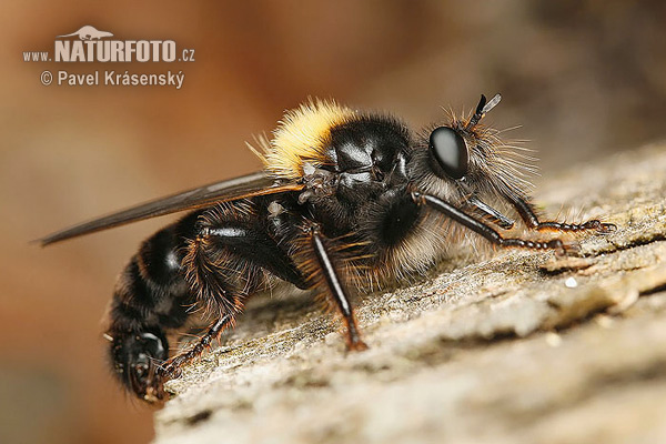 Laphria flava