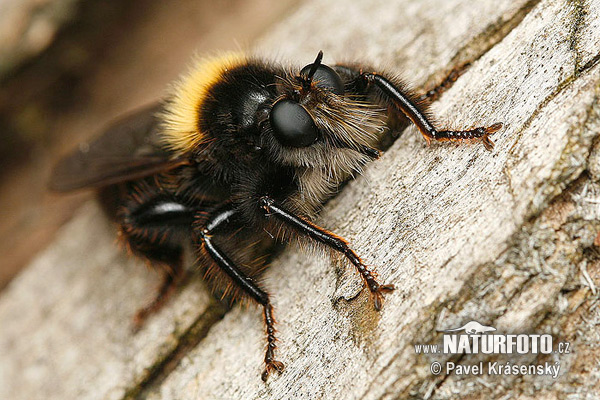 Laphria flava