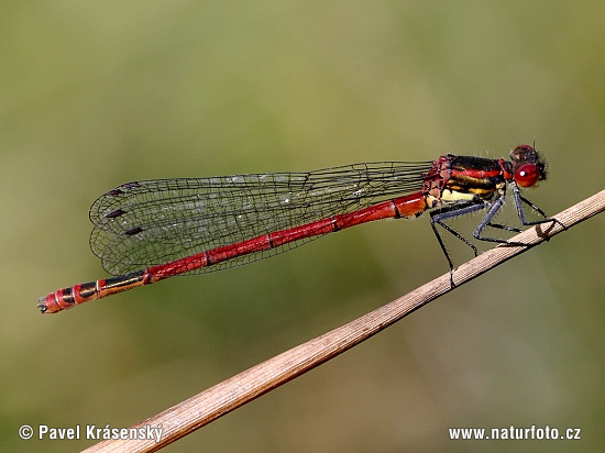 large-red-damselfly-1015.jpg