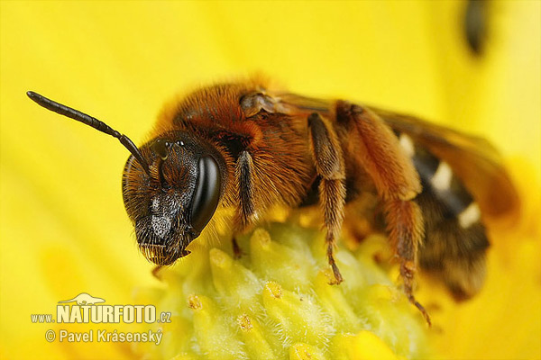 Lasioglossum xanthopus