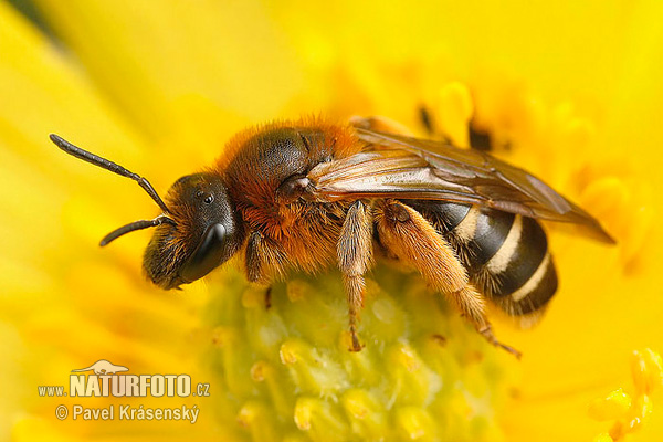 Lasioglossum xanthopus