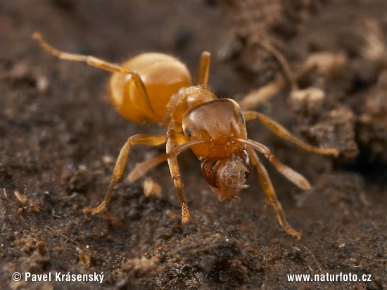 Lasius flavus