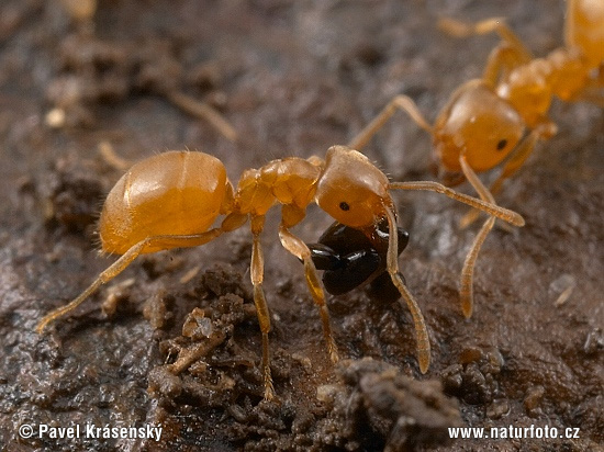 Lasius flavus