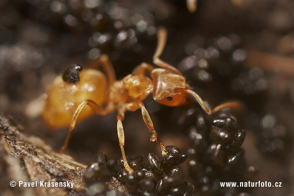 Lasius flavus